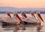 开云体育登录-逆转之夜，美加墨世界杯焦点战，哈基米以战术之剑刺穿日本防线，捷克梦碎绿茵