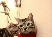 开云体育平台APP-当辽宁的蓝划破孟菲斯的灰—保罗，今夜星火为你命名