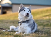 开云体育在线-绿茵场上的NBA对决，猛龙式坚韧撕裂勇士魔法，2026世界杯见证北美足球觉醒