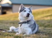 开云体育在线-绿茵场上的NBA对决，猛龙式坚韧撕裂勇士魔法，2026世界杯见证北美足球觉醒