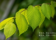 开云体育入口-平行宇宙的诸神黄昏，当掘金对阵辽宁队，字母哥的硬仗之王法则