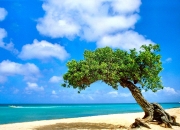 开云体育官网-冠军试金石，浙江队提前终结悬念，上海队徒留遗憾，哈利伯顿化身关键先生