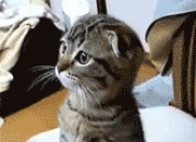 开云体育平台APP-当浙江风暴席卷新奥尔良，为何布伦森的这场41分注定被写进历史？