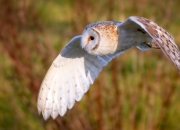 开云体育-暗夜之刃，福克斯末节撕破快船的逆转狂想曲