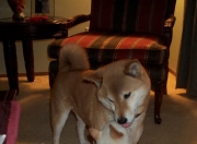 开云体育中国-1.一扑定江山，奥纳纳的雷霆之击，让英超争冠之夜提前落幕