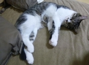 开云体育在线-暗夜权杖，当恩比德执笔书写世界排名的剧本