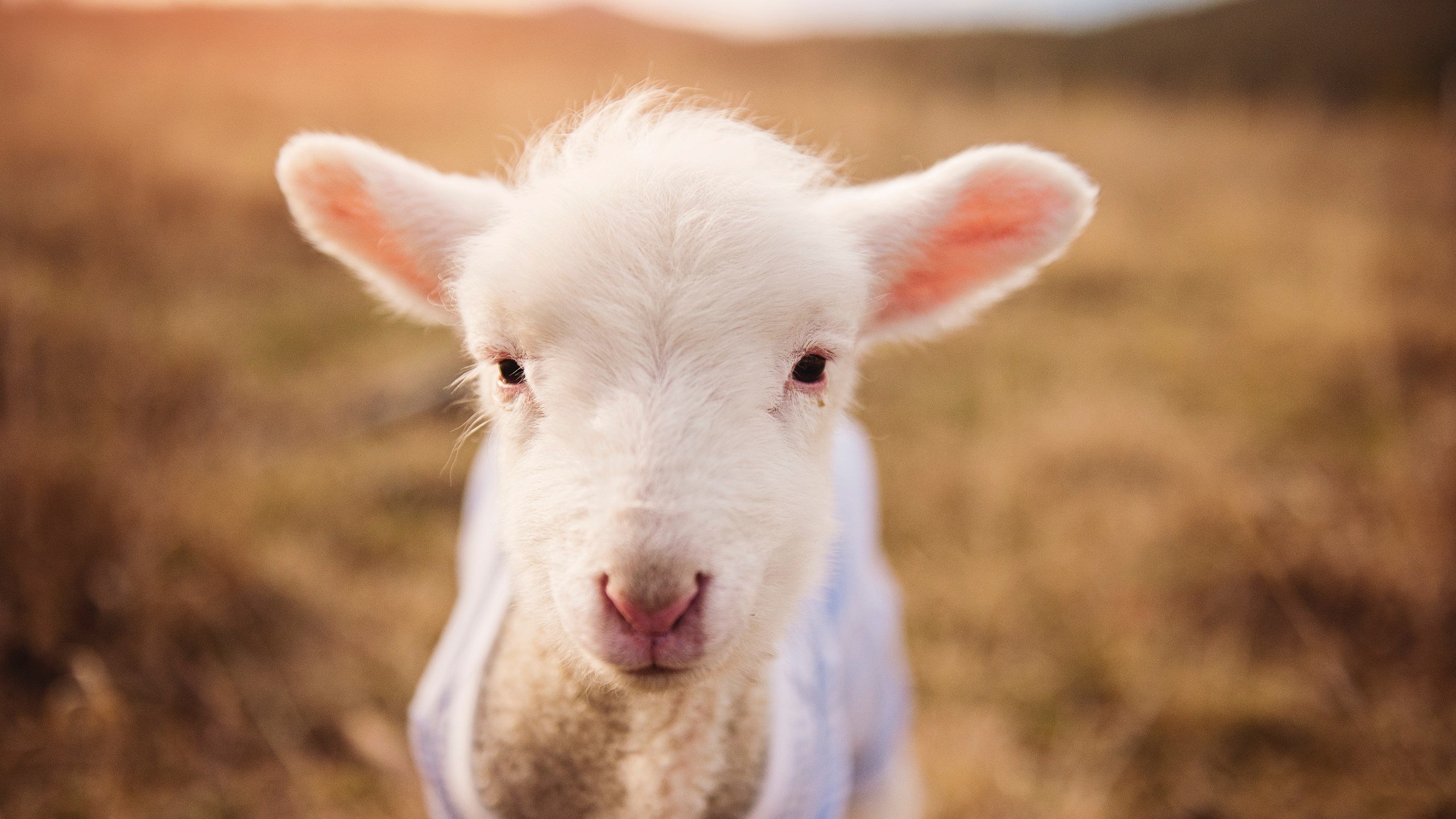 新赛道旧战场，当F1争冠战火在巴西点燃，巴黎如何于无声处制霸南美