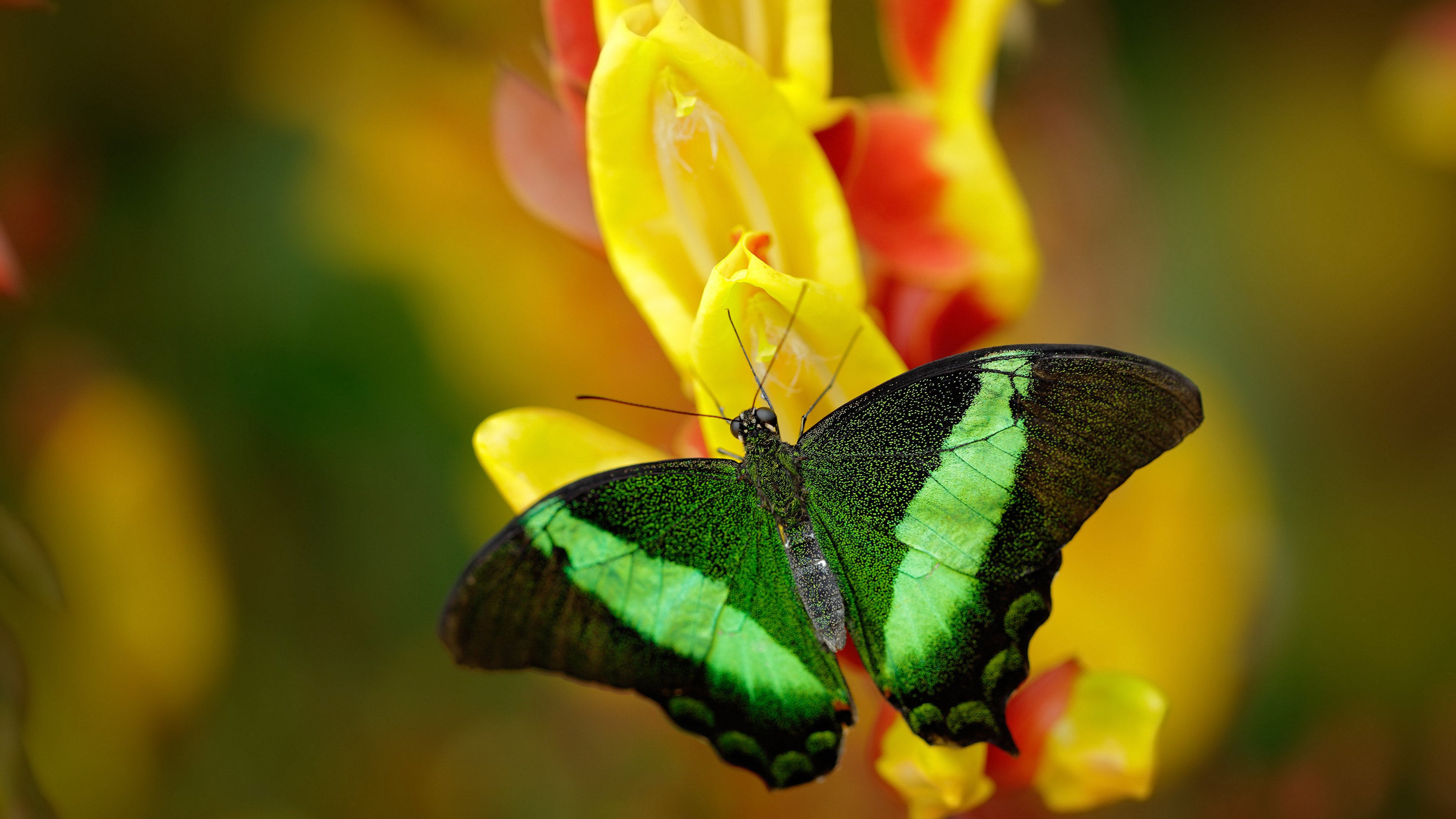 钢铁苍穹下的终局,门迪11次扑救提前终结悬念,马竞遭遇尼日利亚叹息之墙