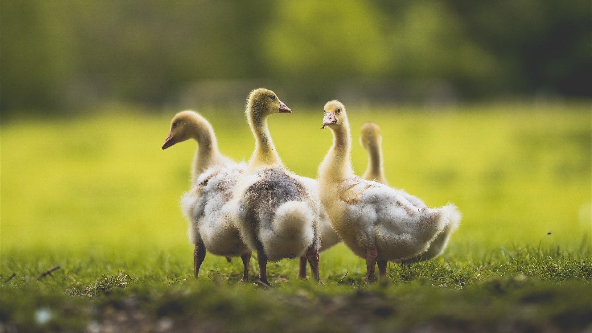 赖斯连珠炮式进球定胜局，拜仁碾压比利亚雷亚尔展统治力