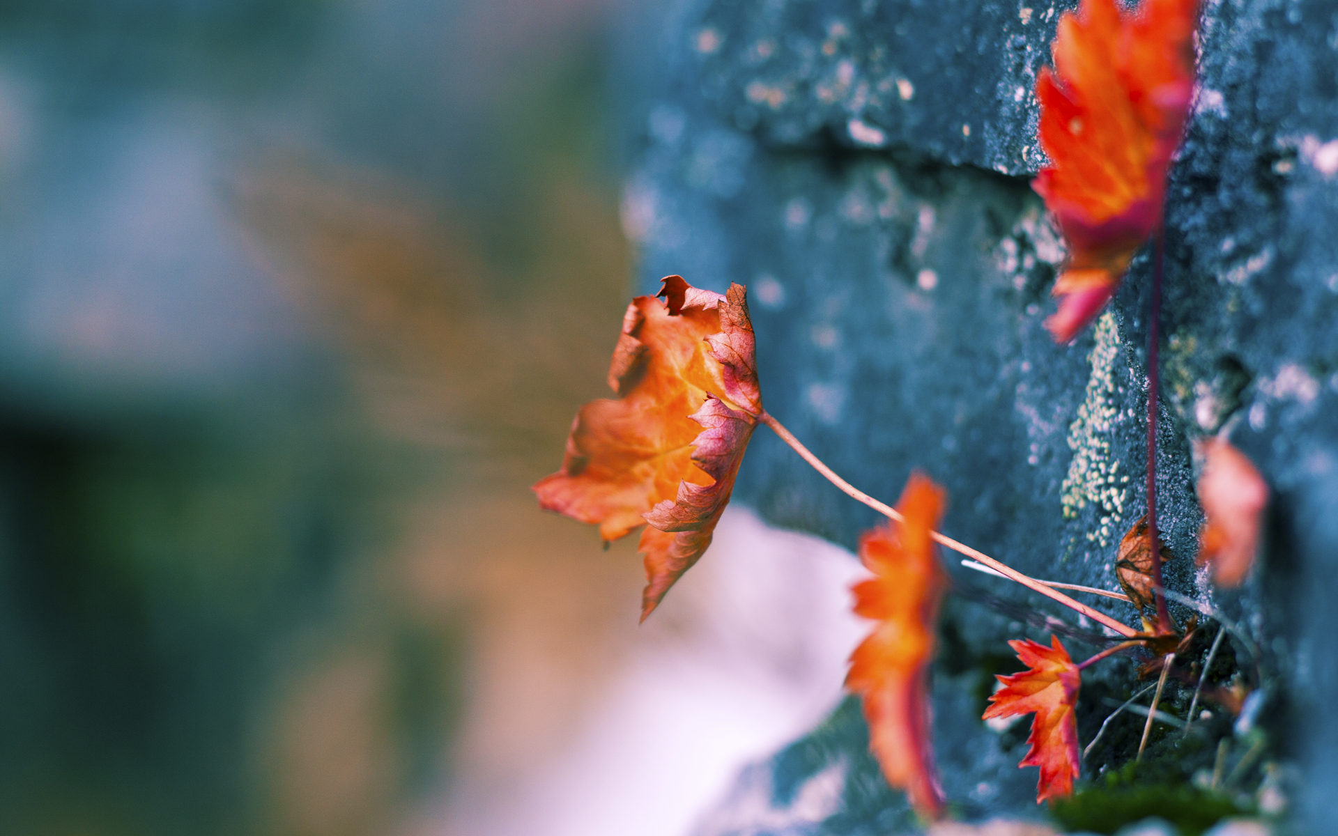 关键时刻的冷面刺客，福克斯如何在沉默中改写魔术与猛龙的胜负剧本？