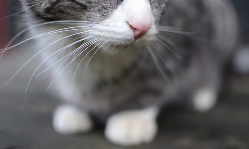 绿茵与硬木的生死共鸣,毕尔巴鄂绝境逢生夜,西决狂想跨界篇