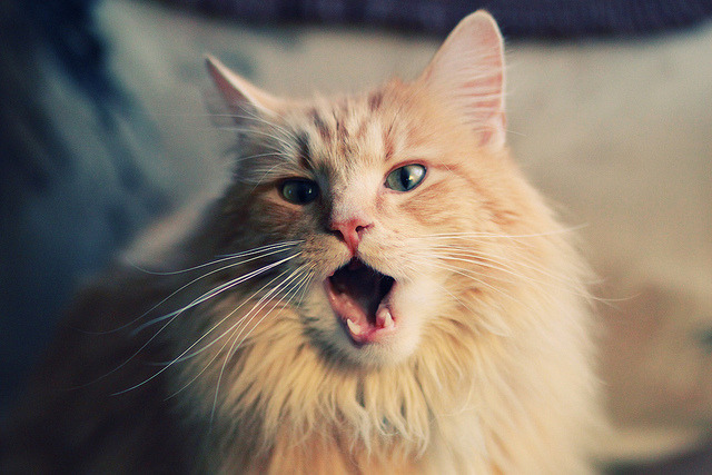 霓虹战场上的冰与火之歌,基米希如何用1%的清醒赢下F1最残酷街道赛