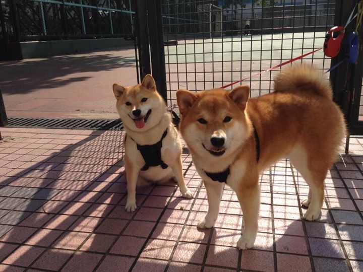 当马克西的巨星光芒遇上新疆的钢铁洪流,一场横跨太平洋的篮球哲学对话